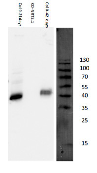 western blot using anti-NRT2.1 antibodies